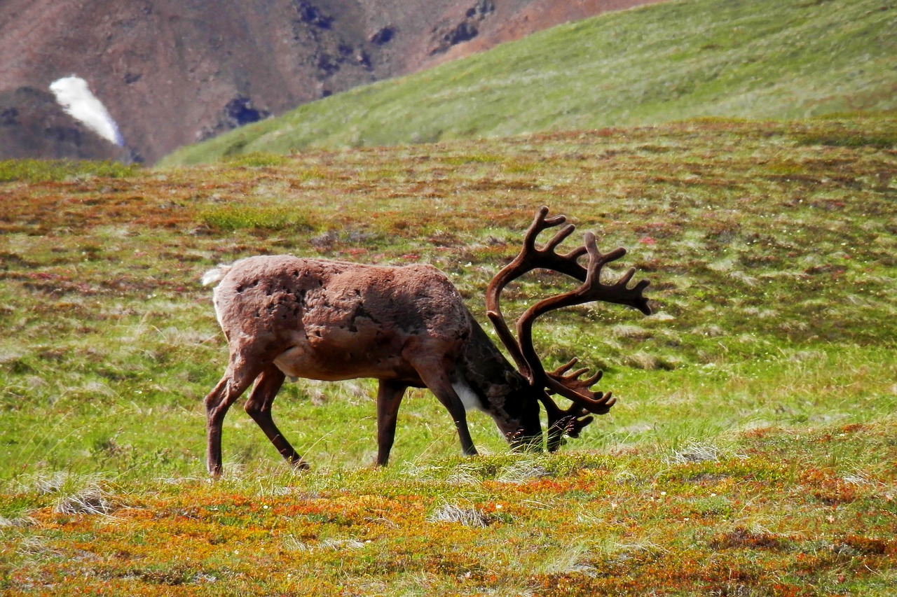 reindeer denali wildlife free photo