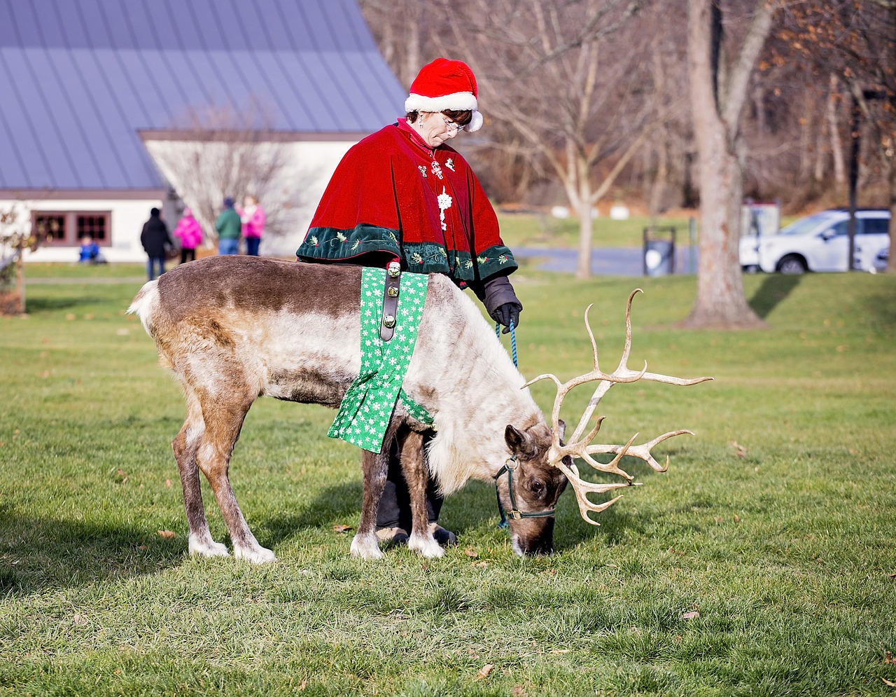 reindeer christmas animal free photo