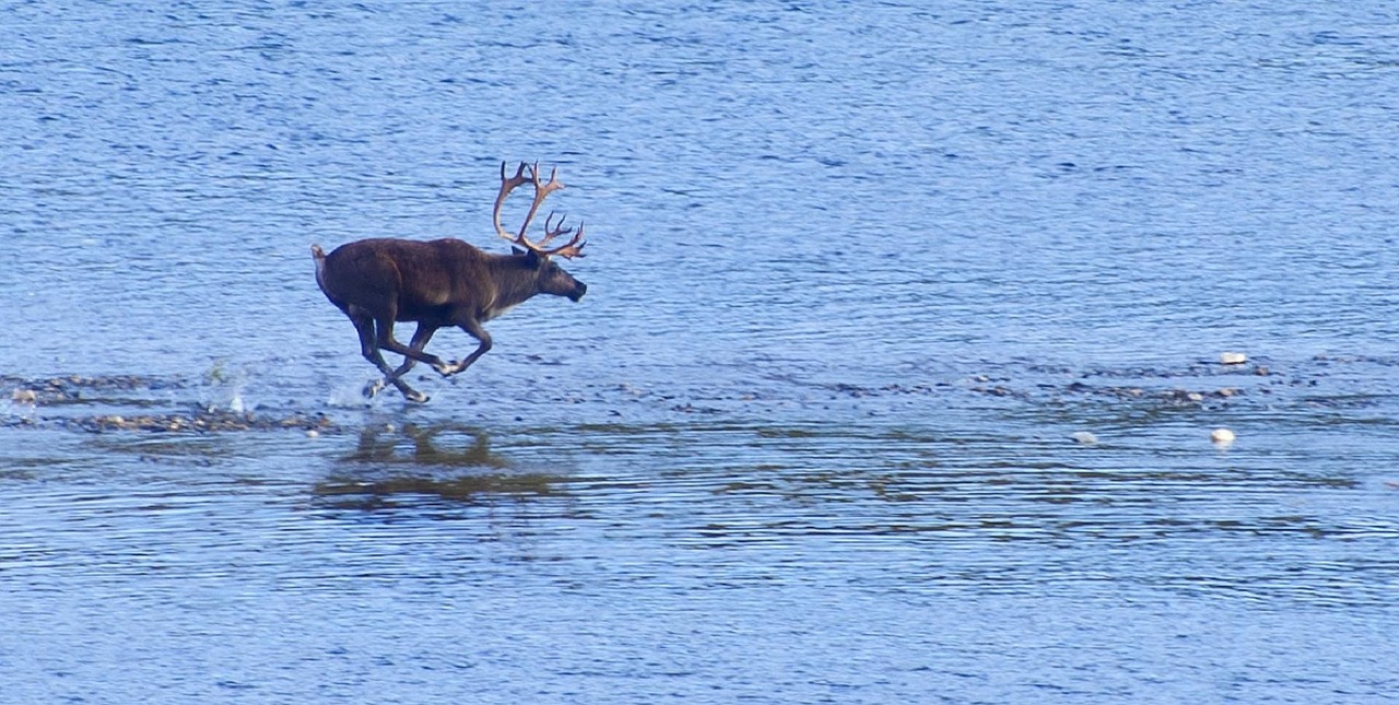 reindeer wild running free photo