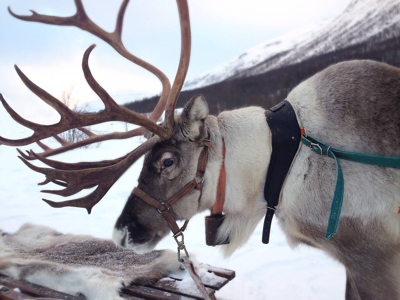 reindeer norway snow free photo