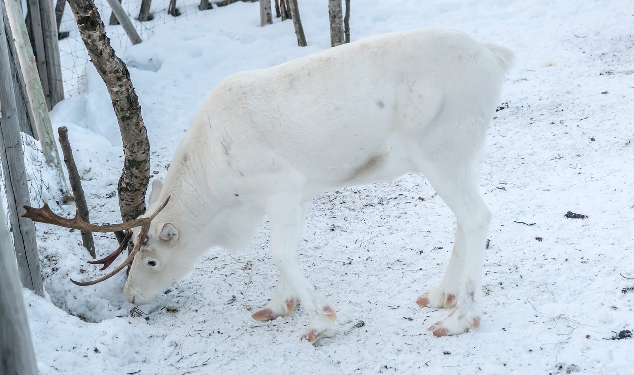 reindeer white antlers free photo