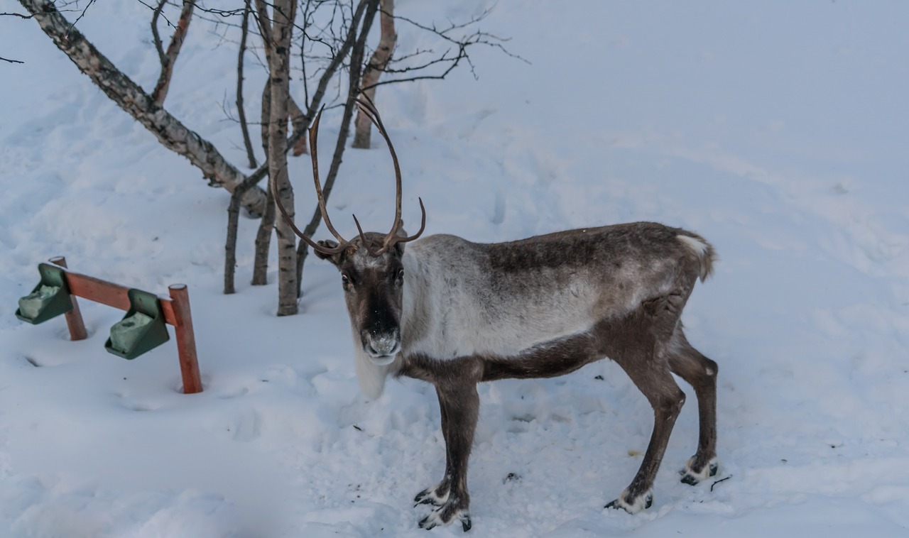 reindeer brown antlers free photo