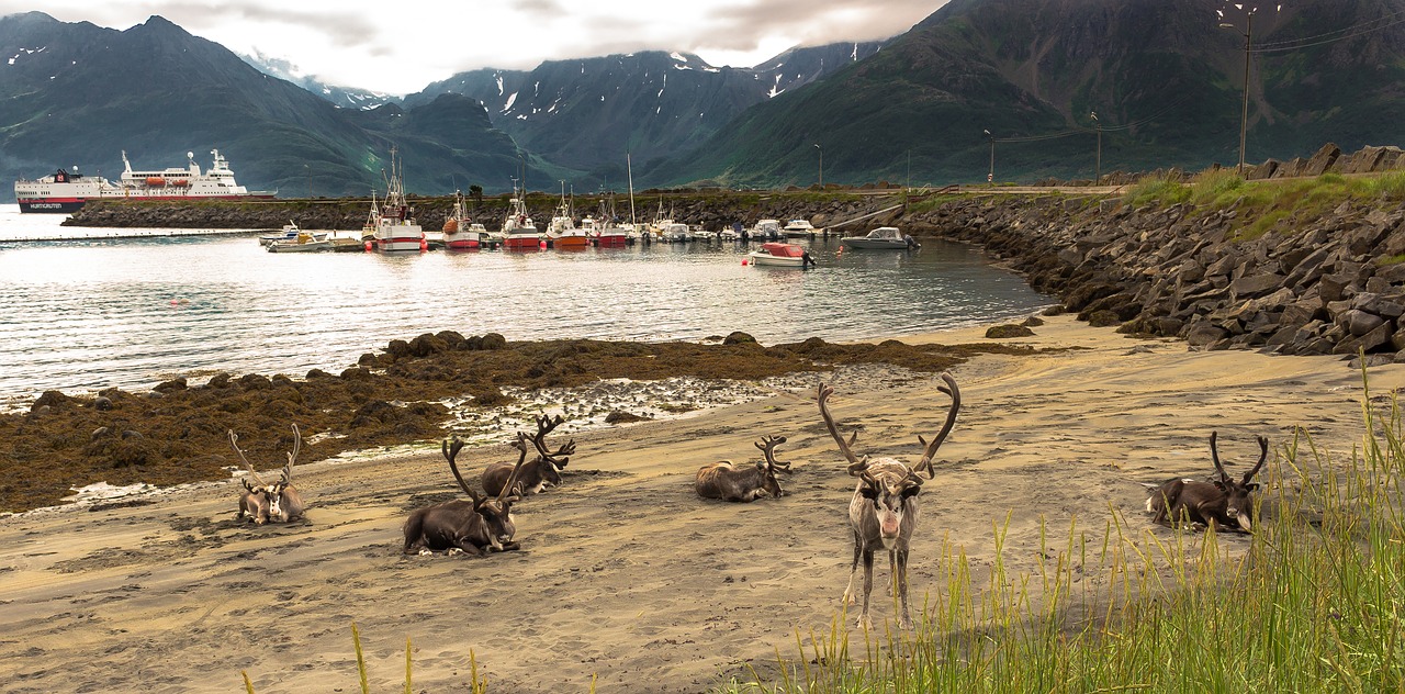 reindeer fjord landscape free photo