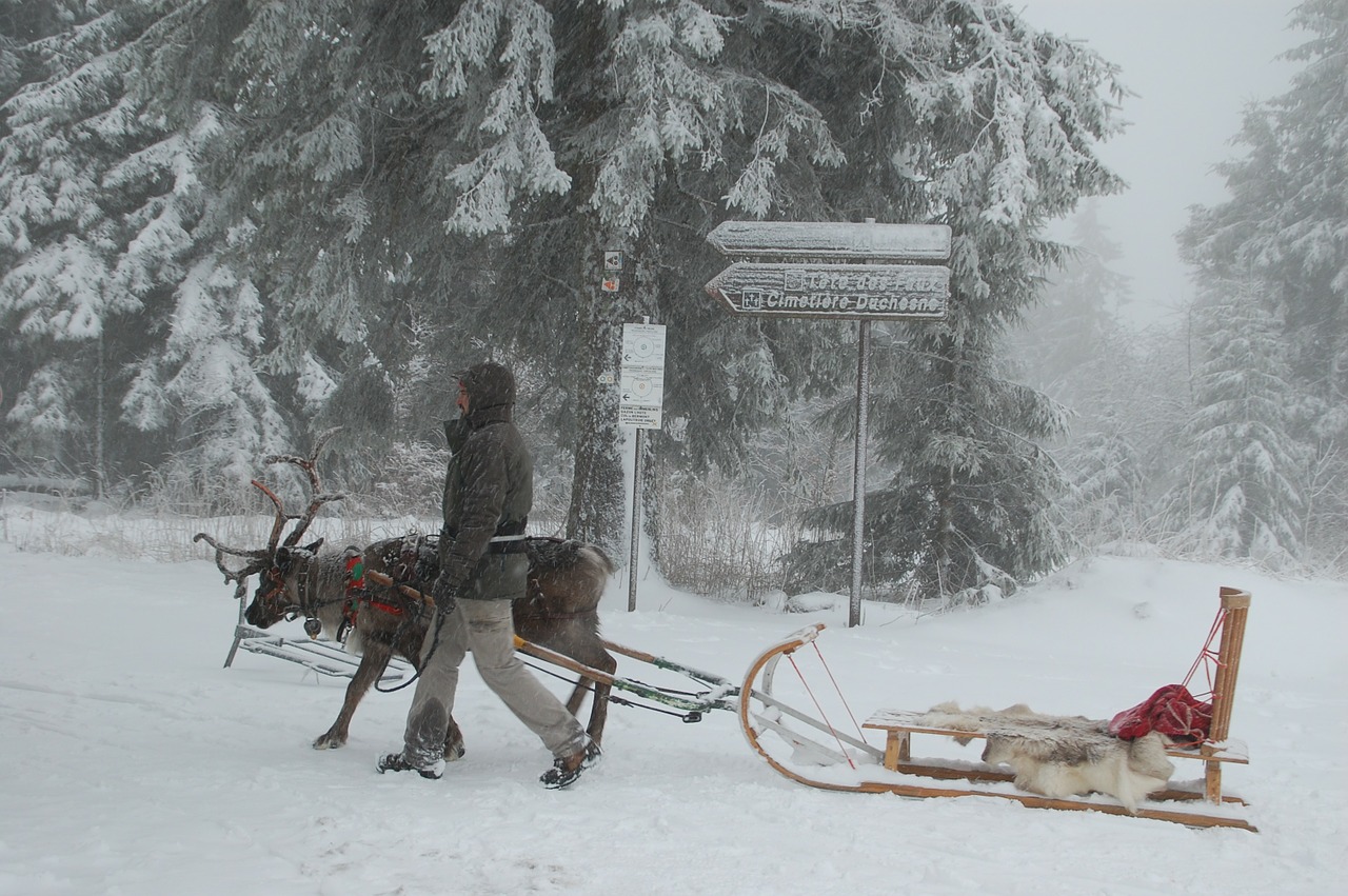 reindeer sled snow free photo