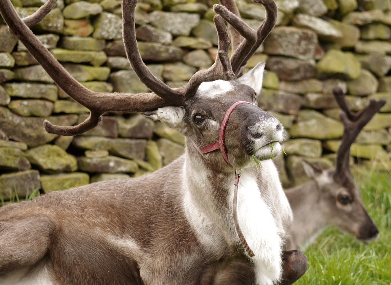 reindeer protecting antlers free photo