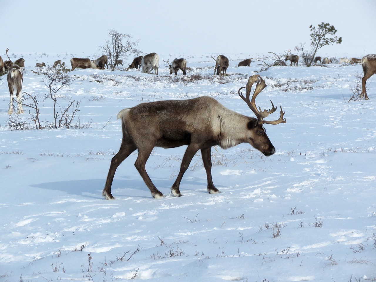 reindeer the herd pasture free photo