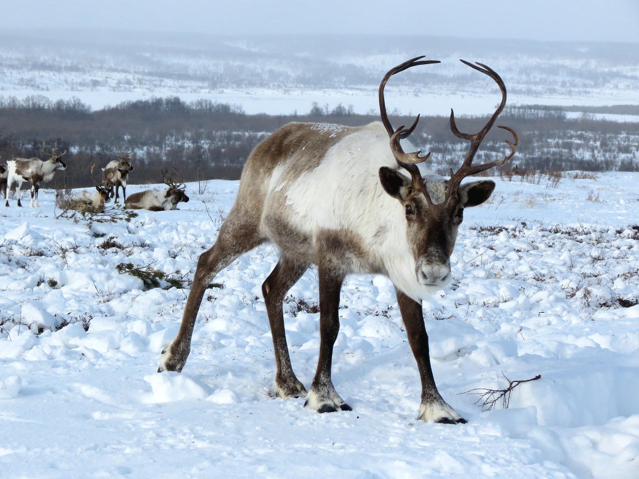 reindeer the herd pasture free photo