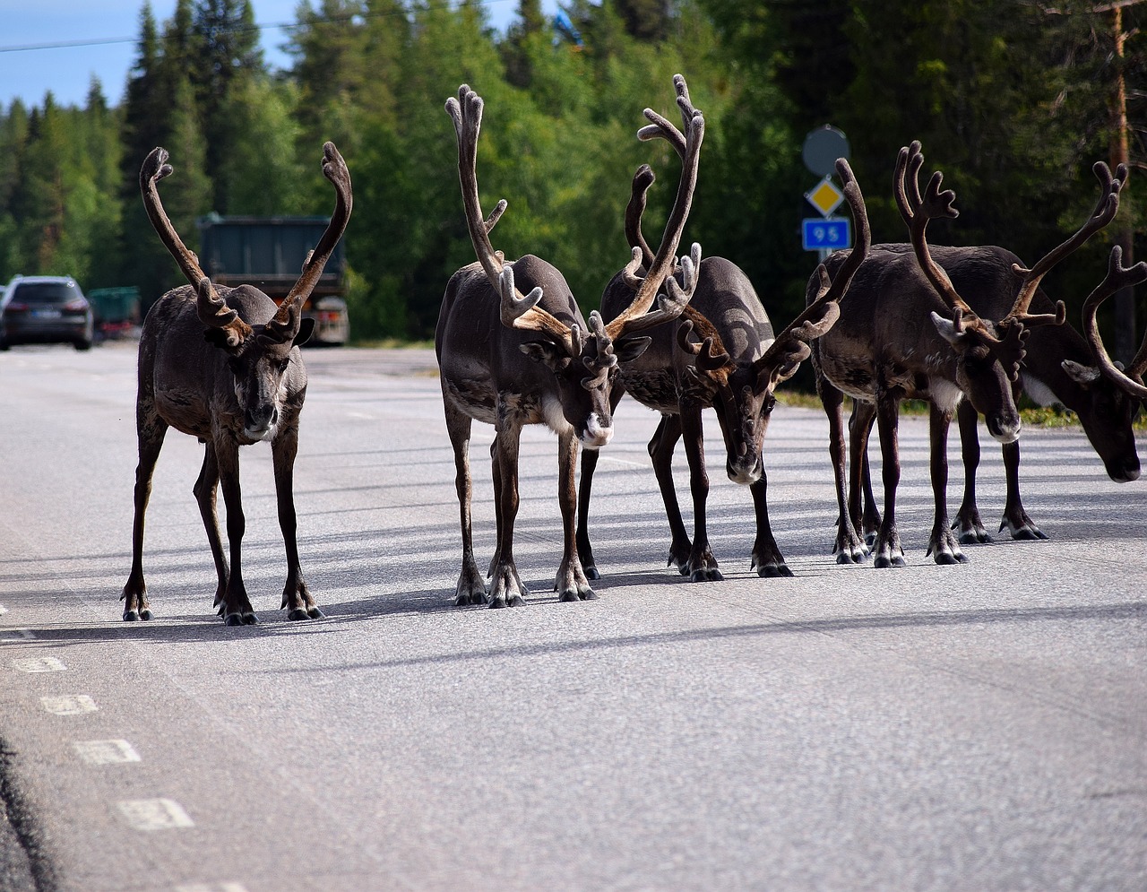 reindeer lapland sweden free photo