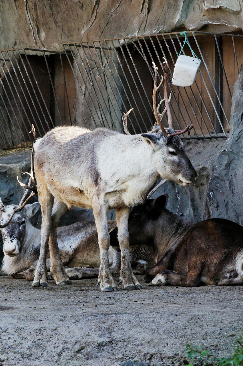 reindeer standing enclosure free photo