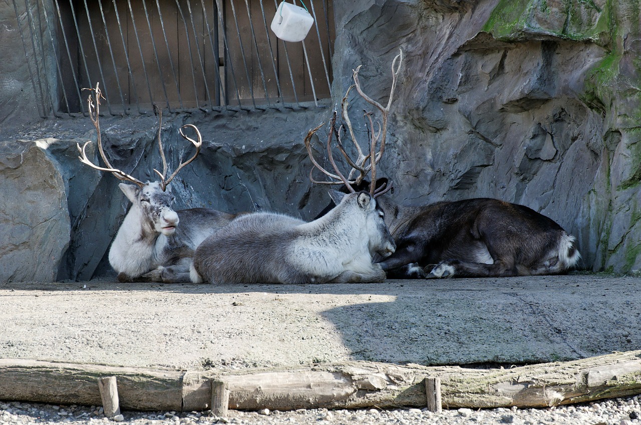 reindeer lying enclosure free photo