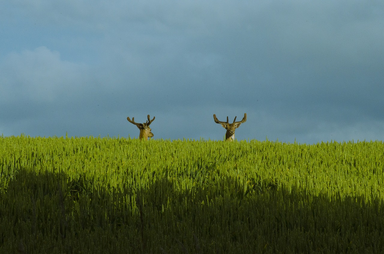 reindeer stag deer free photo