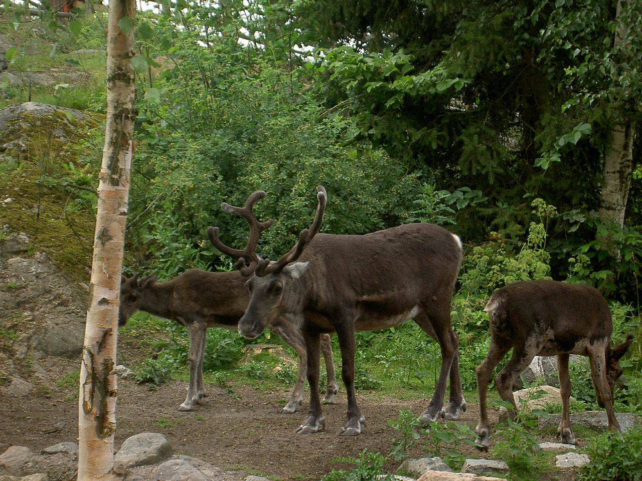 reindeer nature wildlife free photo