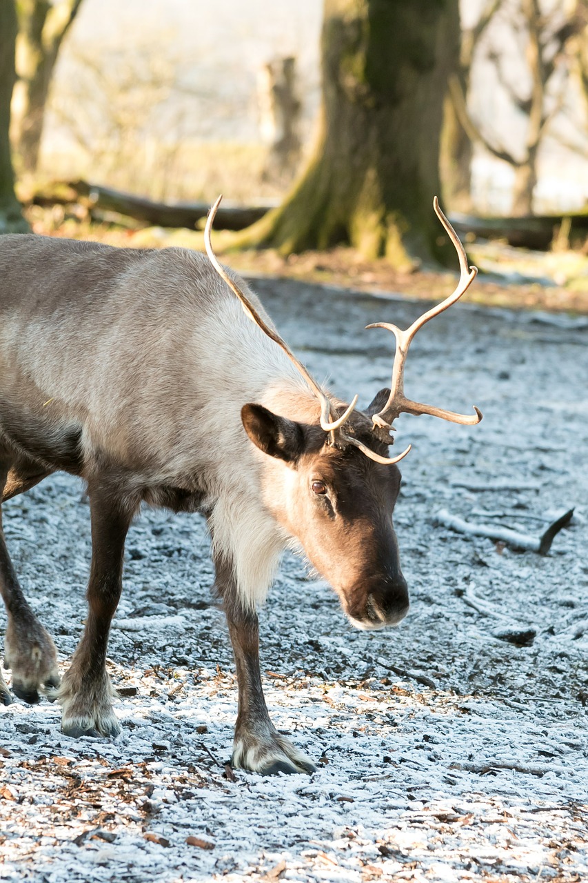 reindeer snow frost free photo