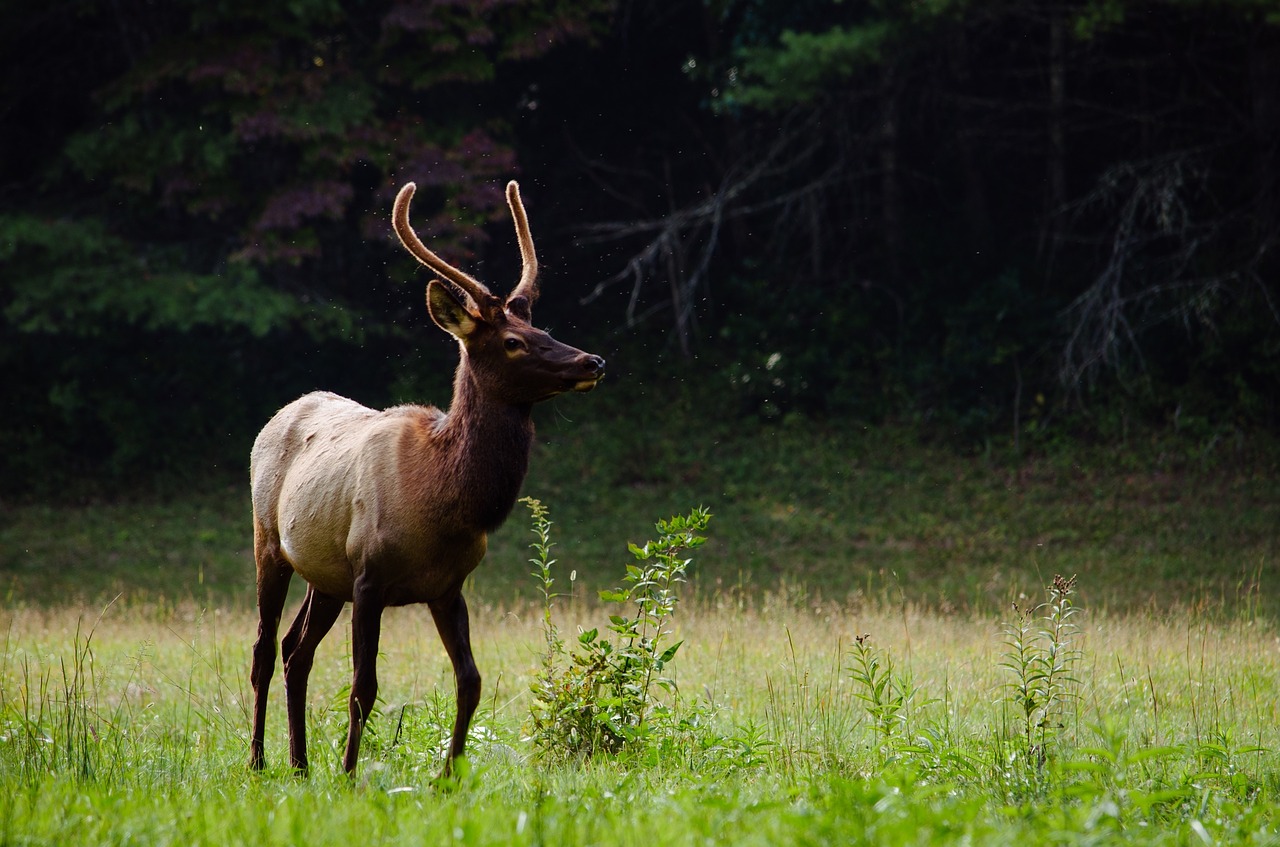 reindeer animal outdoor free photo