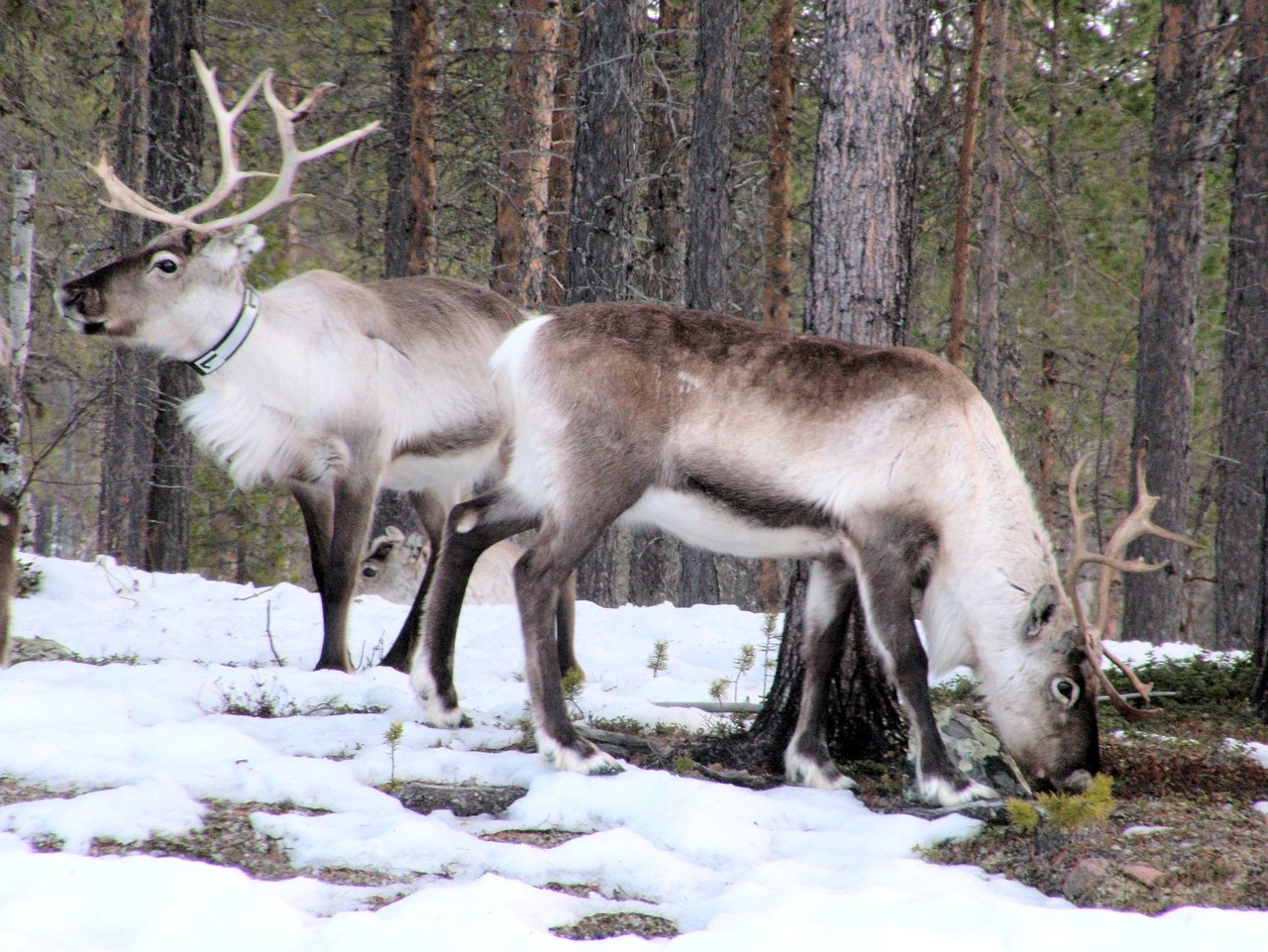reindeer arctic lapland free photo