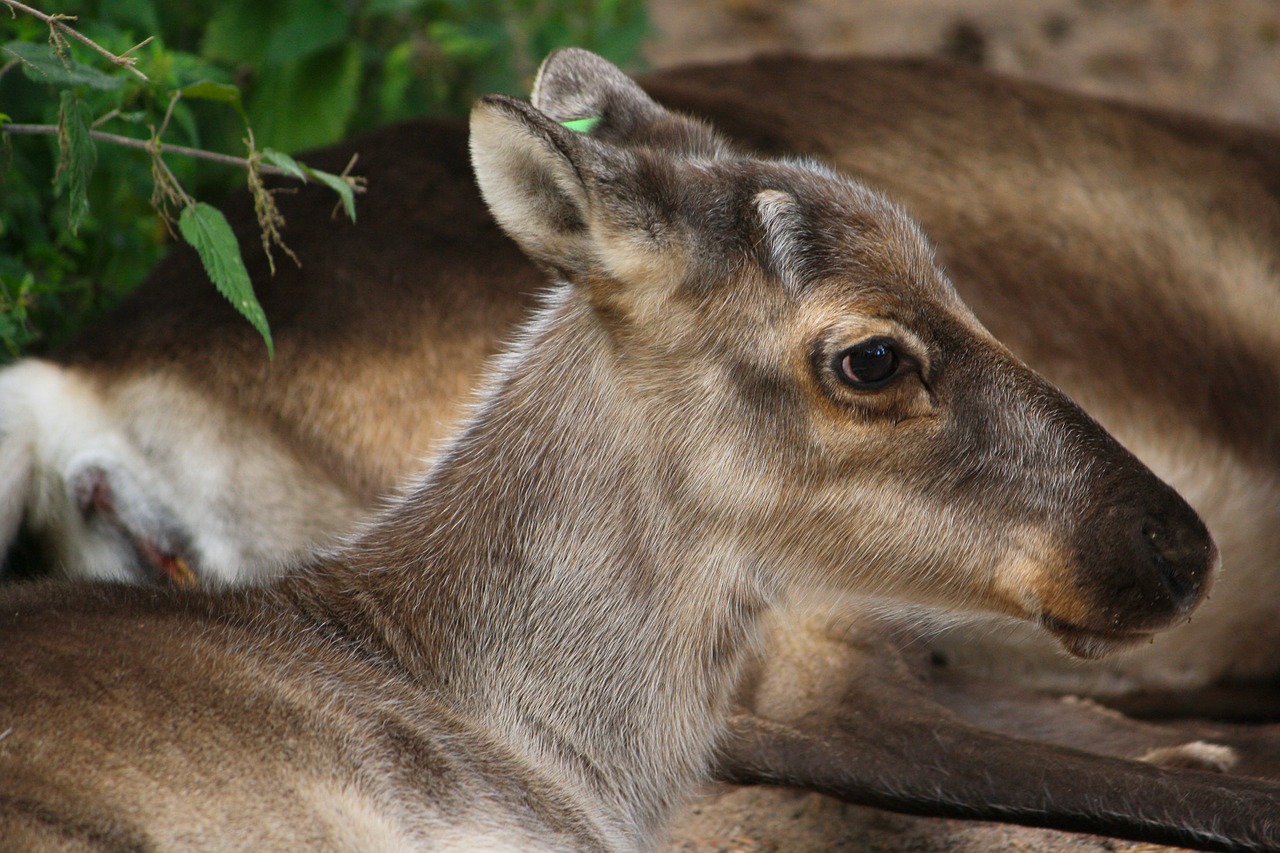 reindeer finland animal free photo