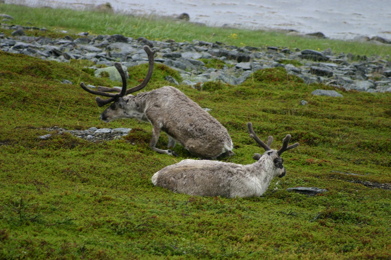 reindeer animals wild free photo