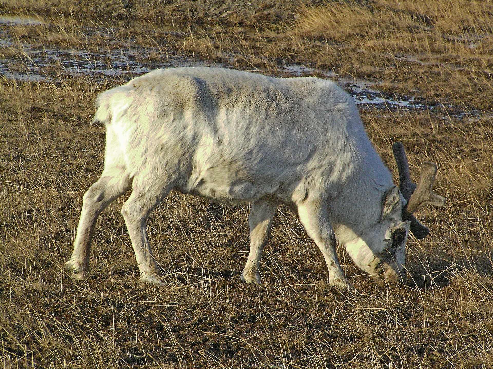 reindeer stag svalbard free photo