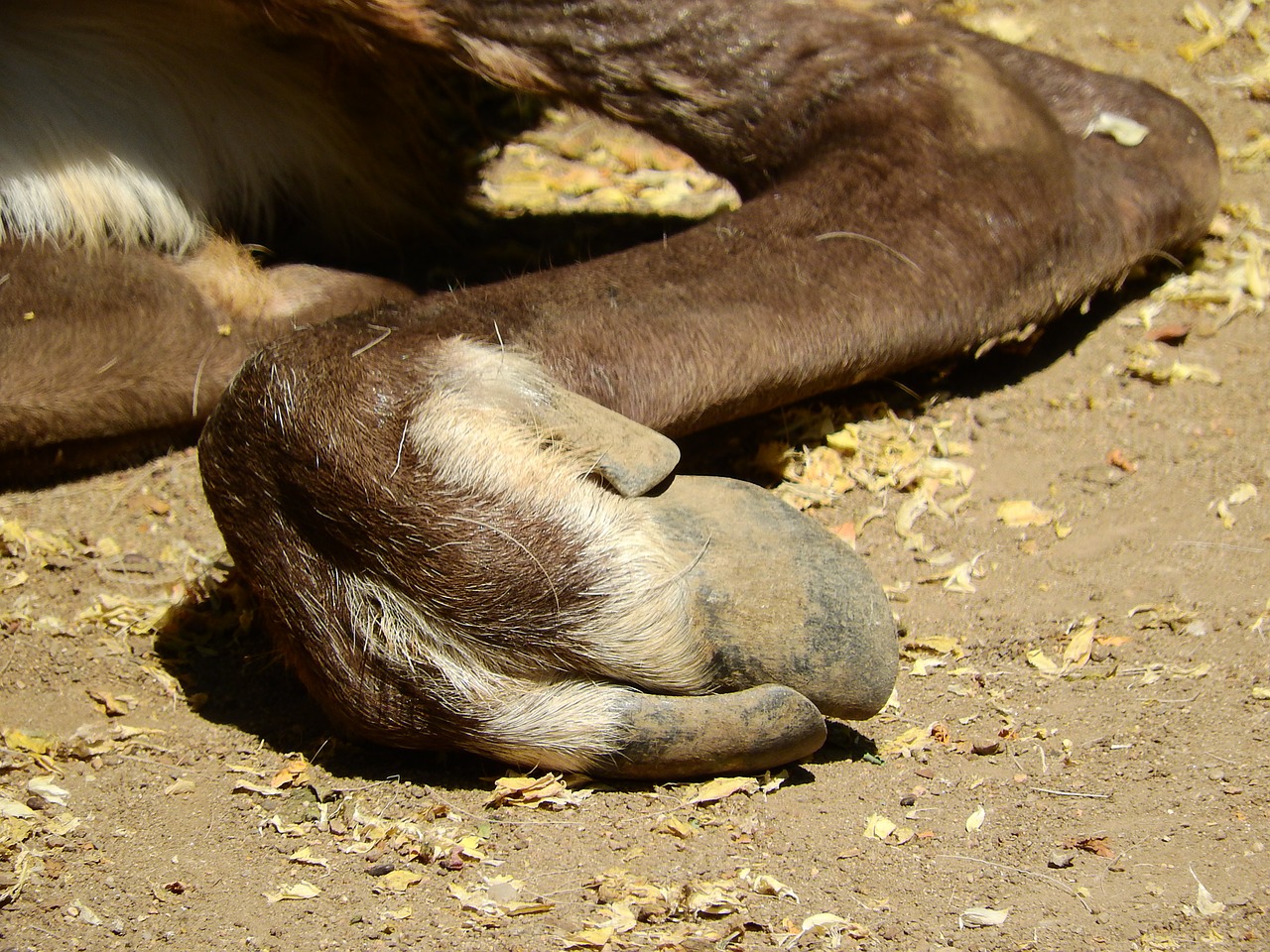 reindeer karelian reindeer hoof the hoof free photo