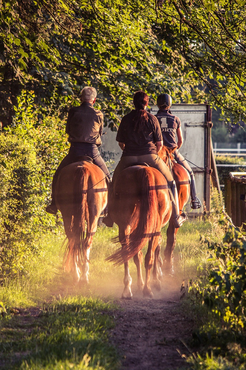 reiter ride horses free photo