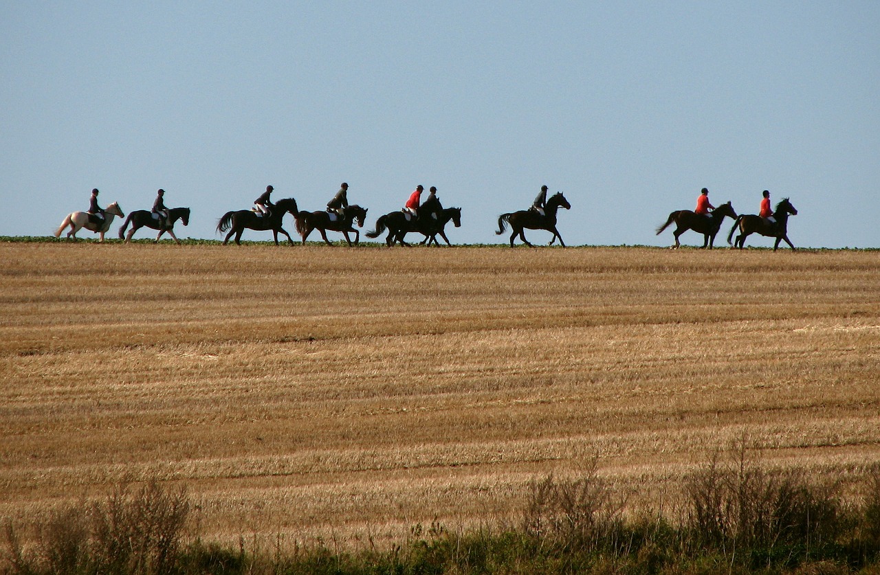reiter horses ride free photo