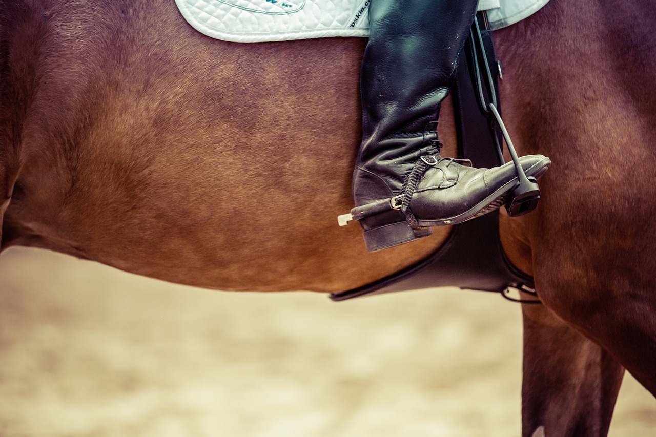 reiter horse show jumping free photo