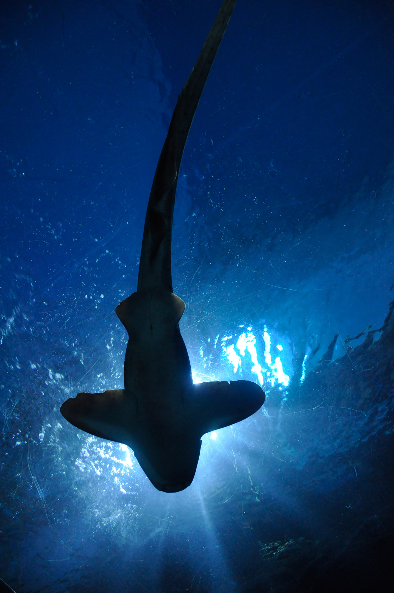 shark fish hammerhead shark free photo