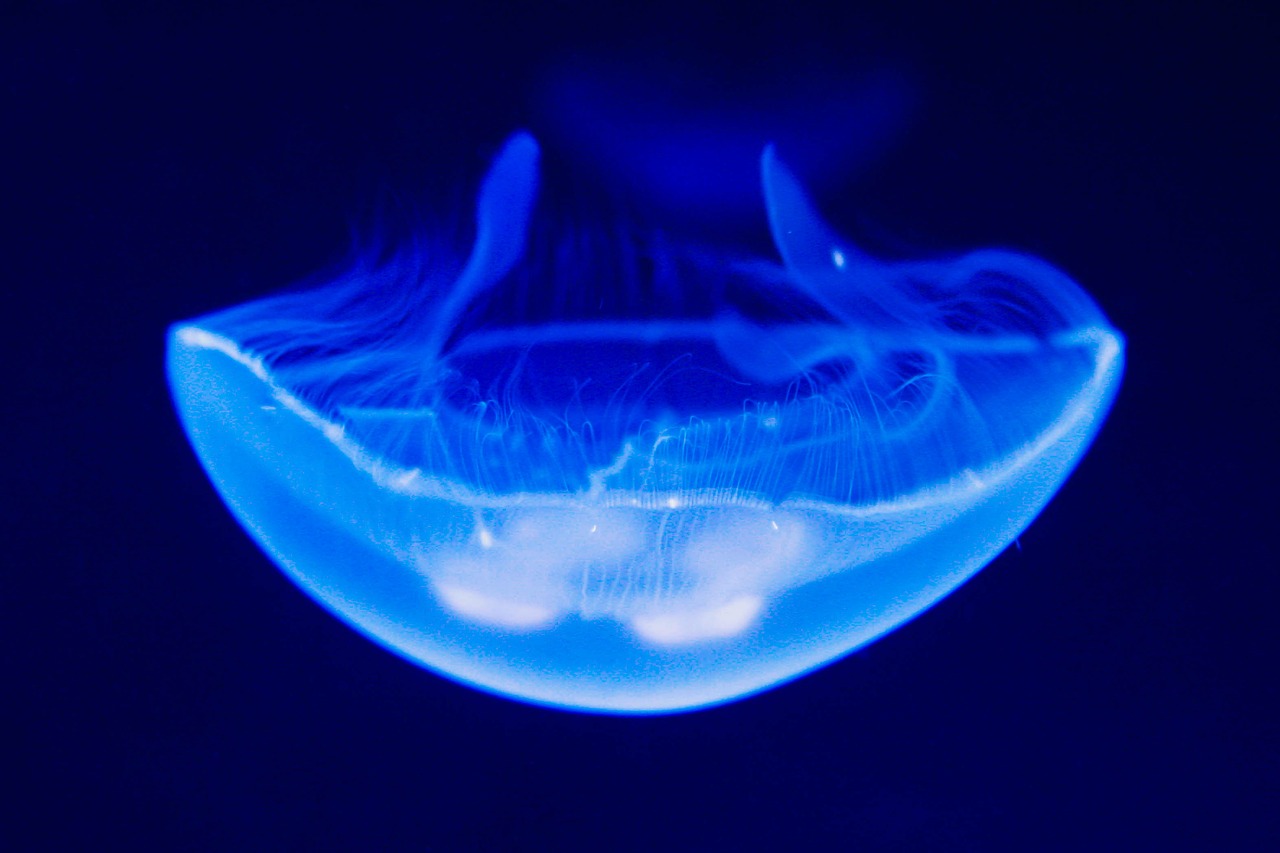 relaxation medusa sea free photo