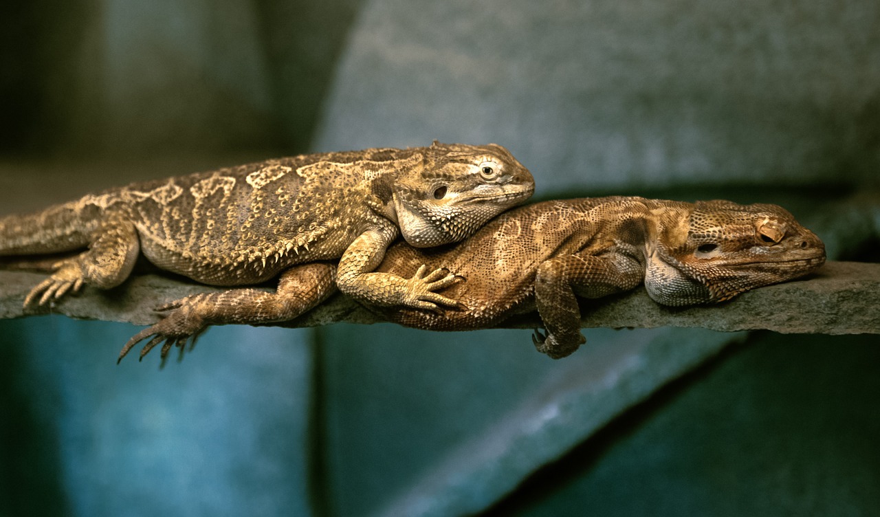 relaxation reptiles love free photo