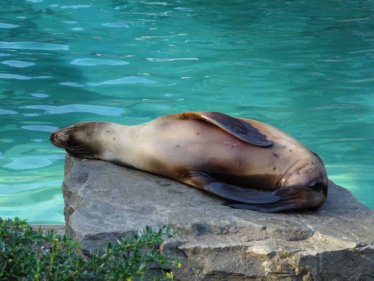 relaxed sea lion zoo free photo