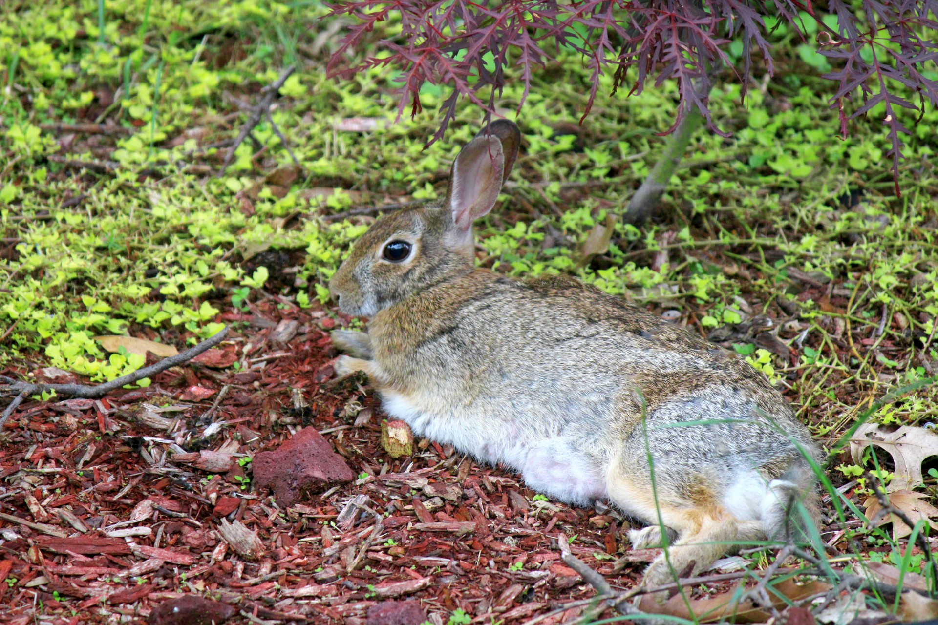 rabbit bunny relax free photo