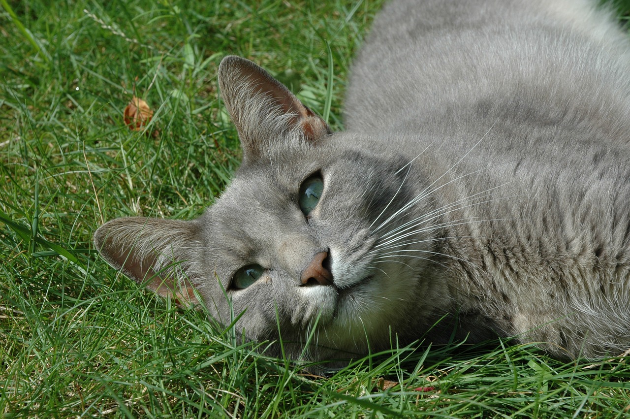 relaxing feline cat free photo