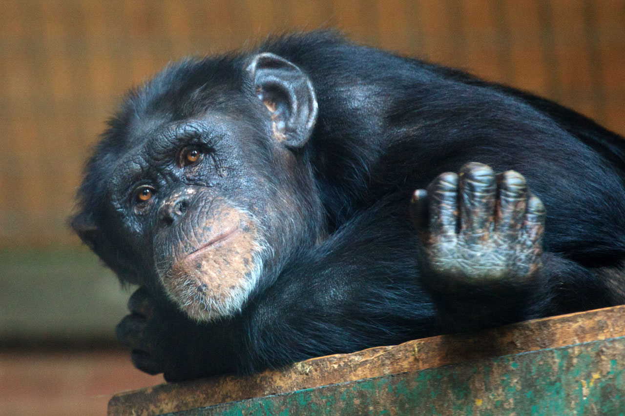 animal ape chimp free photo