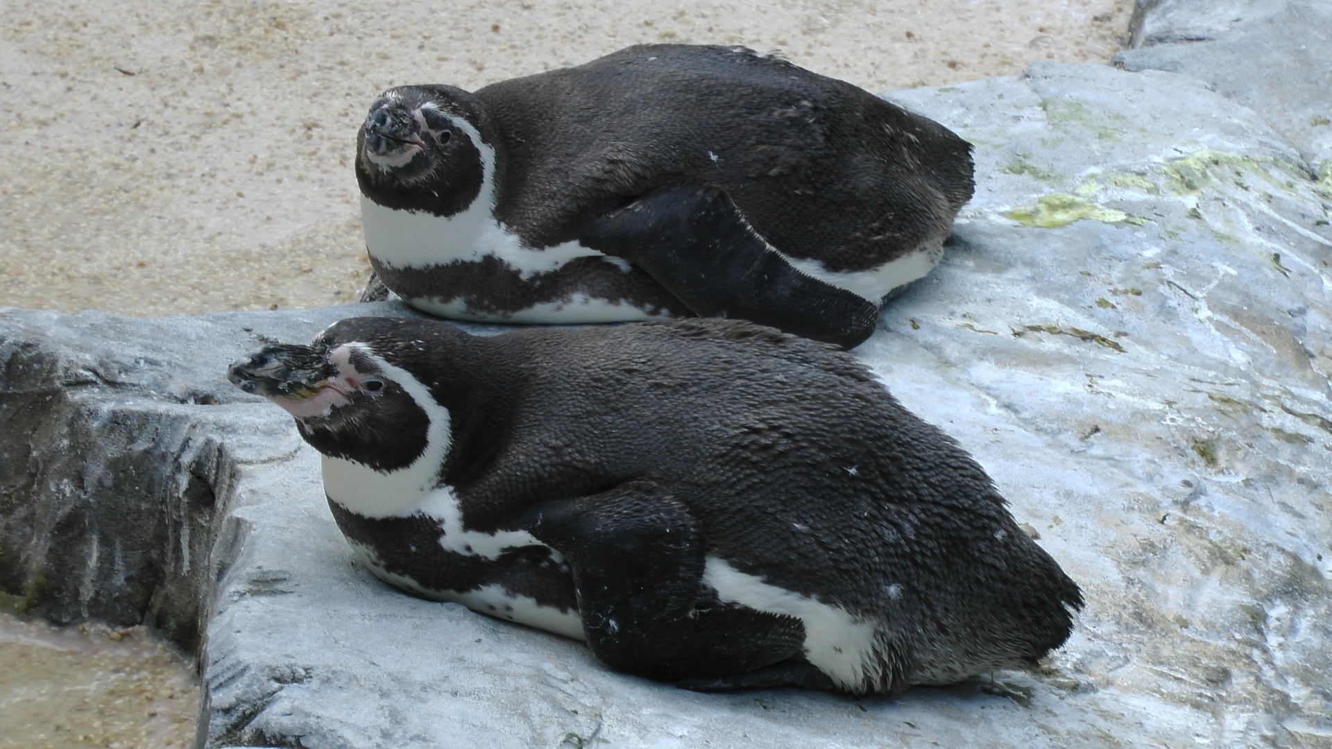 penguin penguins bird free photo