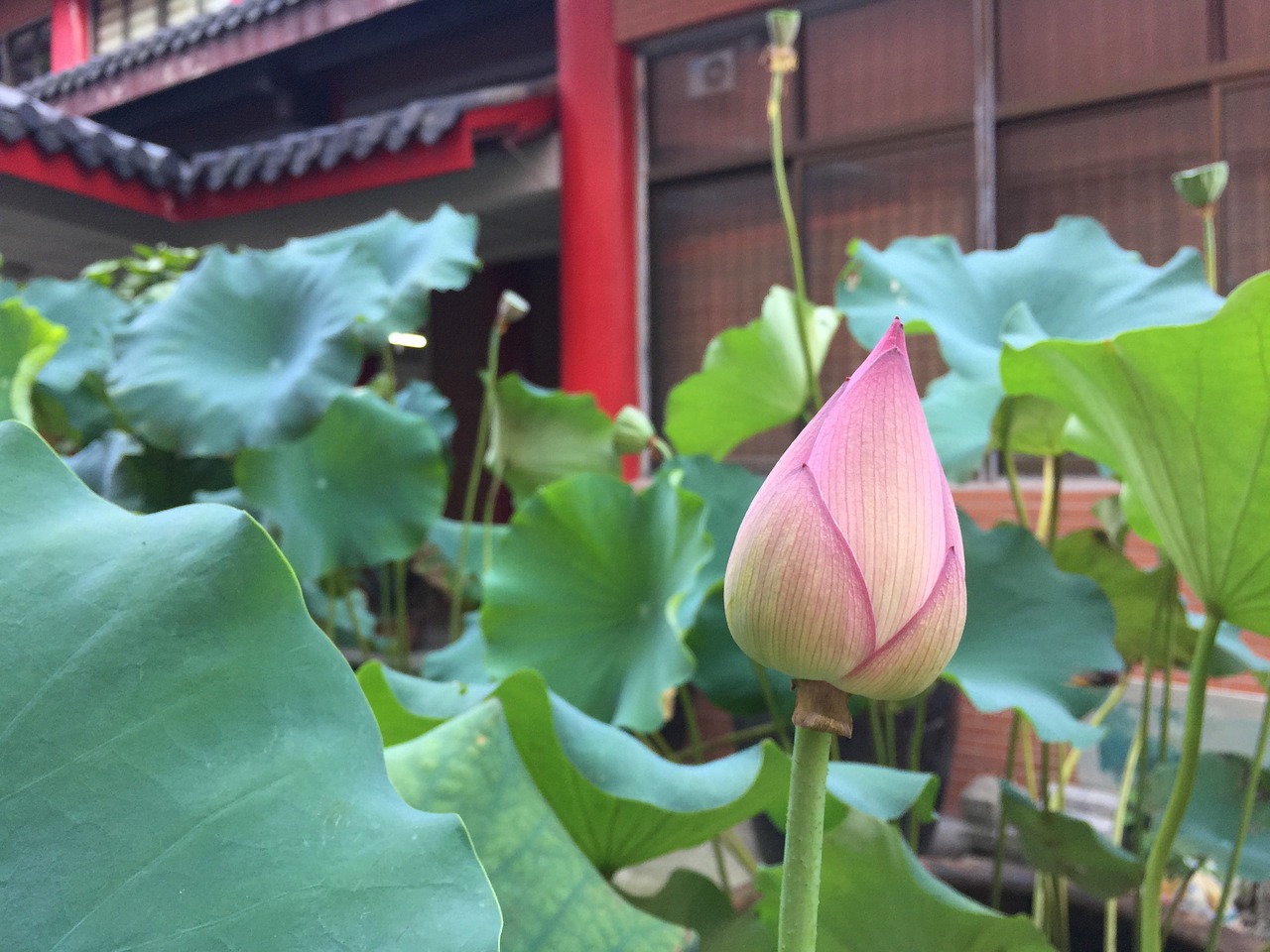 religion buddha lotus free photo