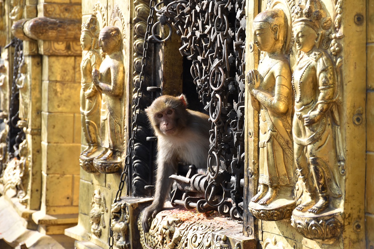religion  monkey  temple free photo