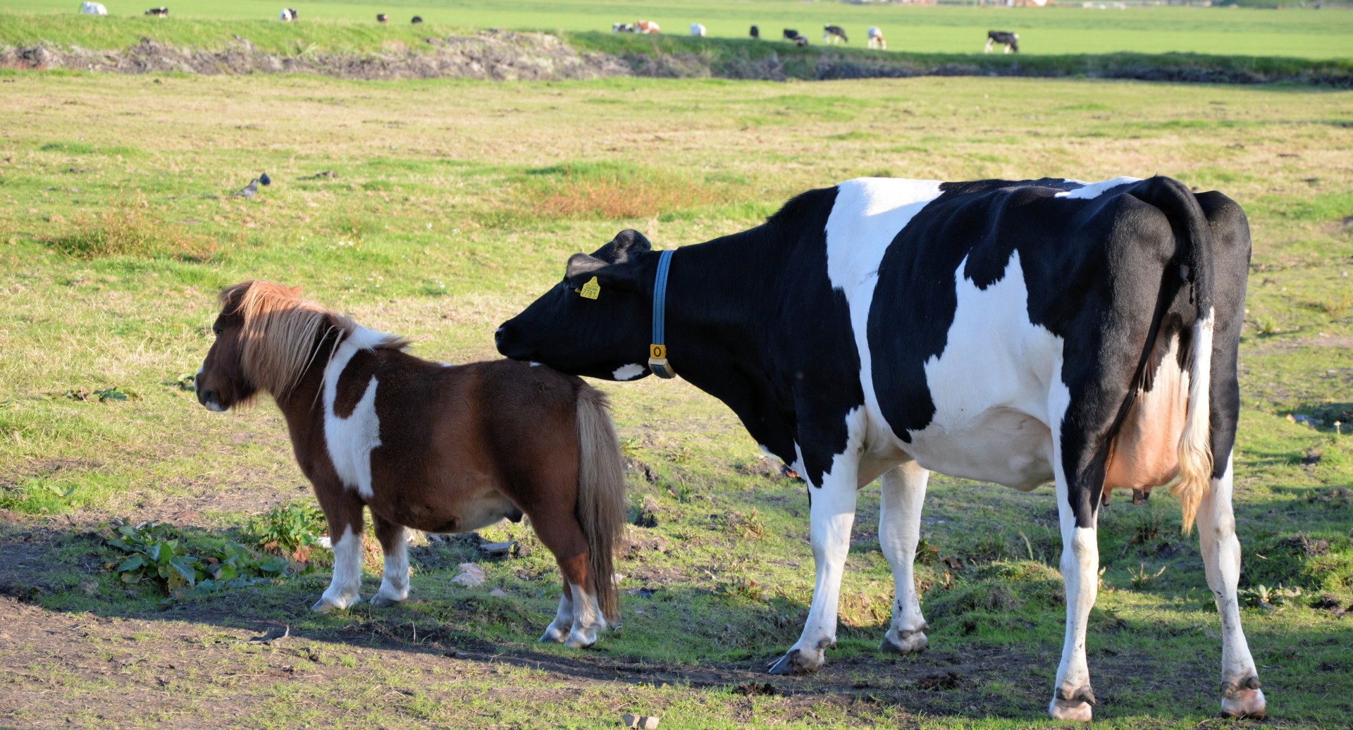 pony cow couple free photo