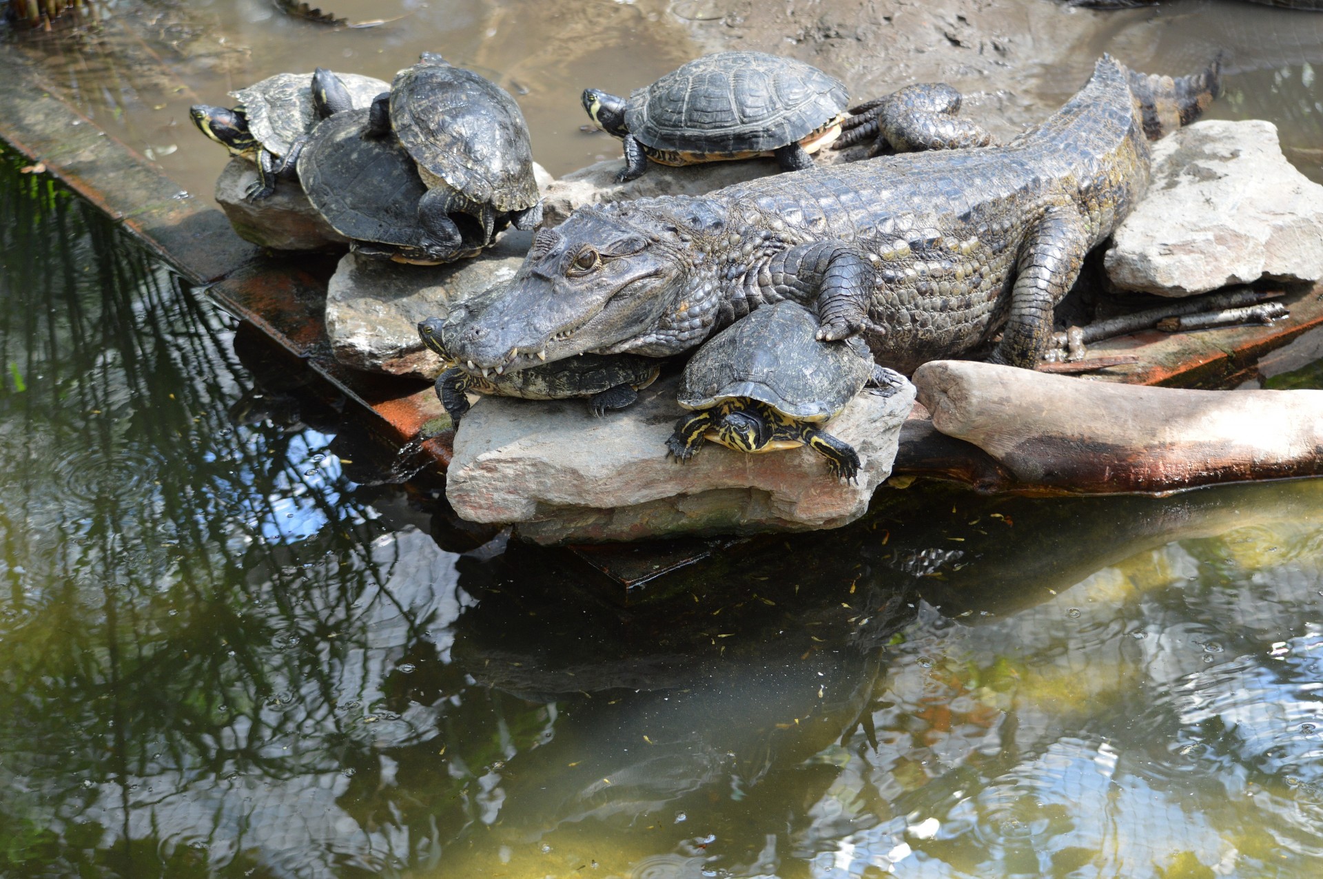alligator turtles friendship free photo