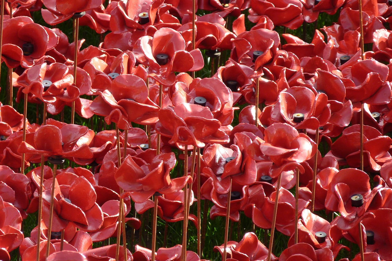remembrance  centenary  poppies free photo