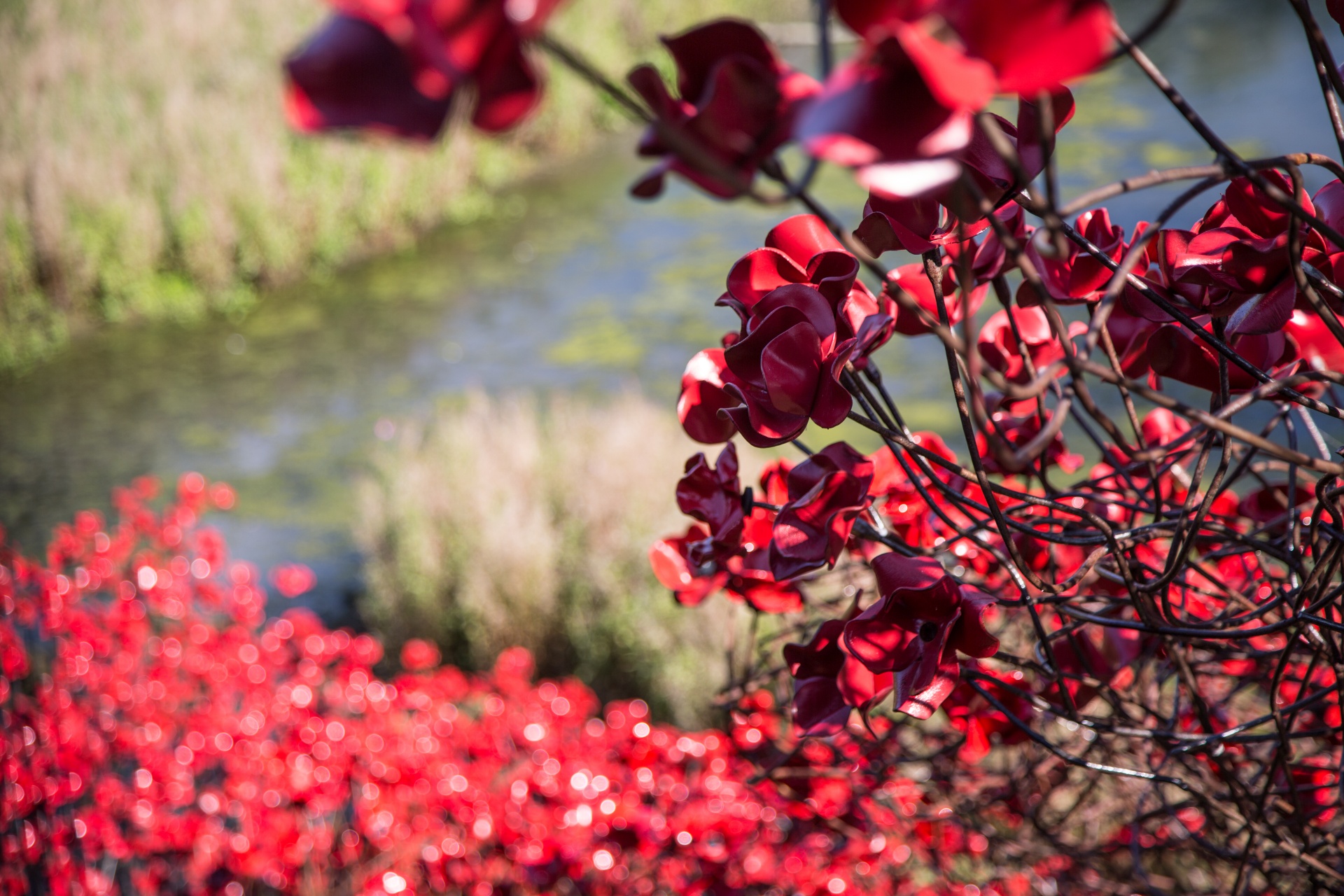 day anzac remembrance free photo