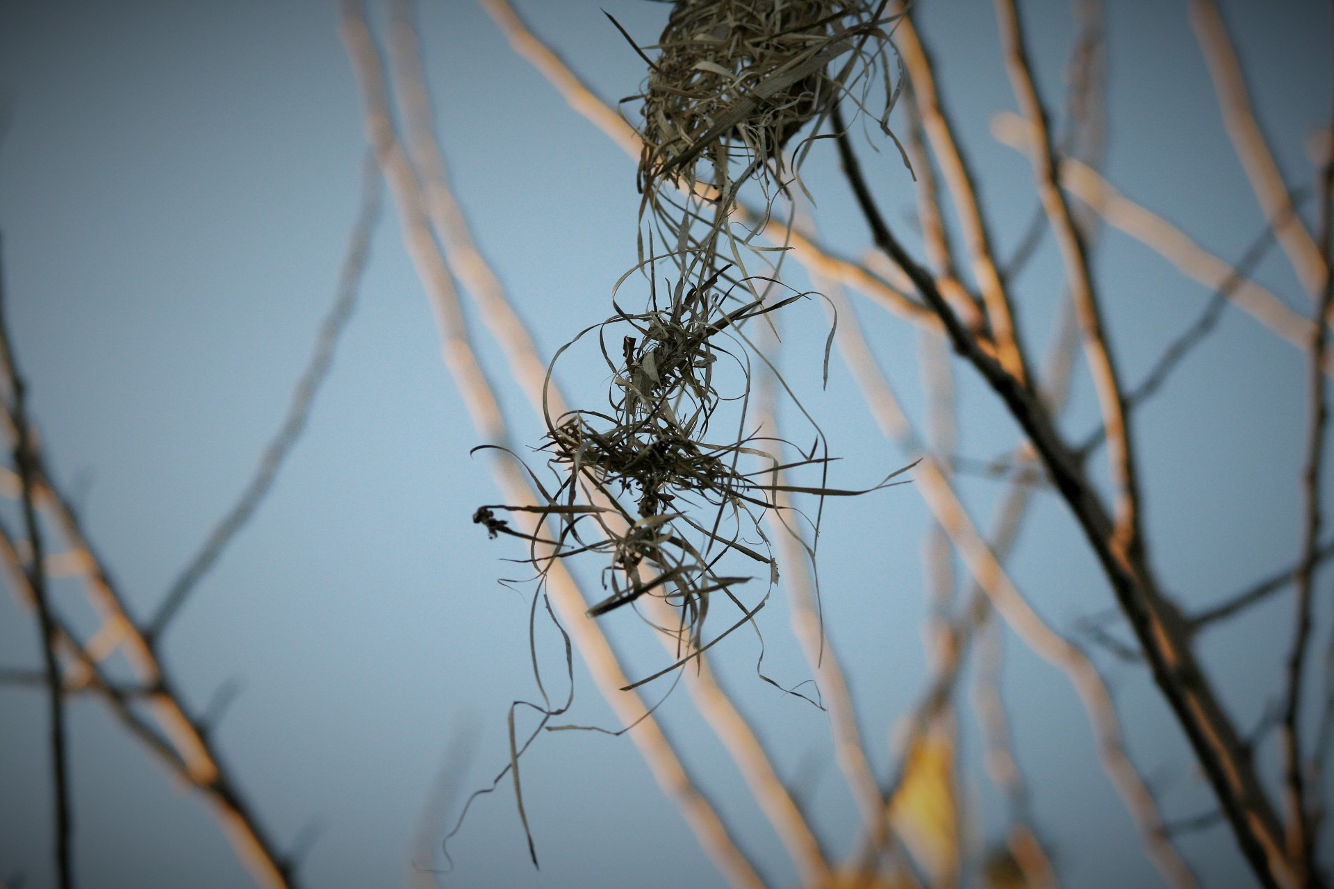 nest bird remnants free photo