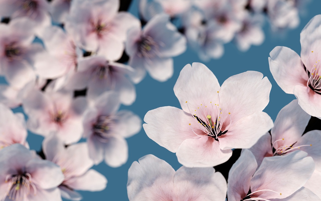 rendering  cherry blossom  blossom free photo