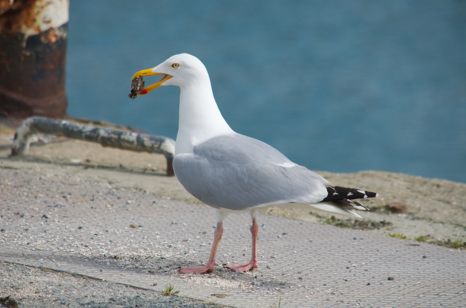 gull bird wildlife free photo