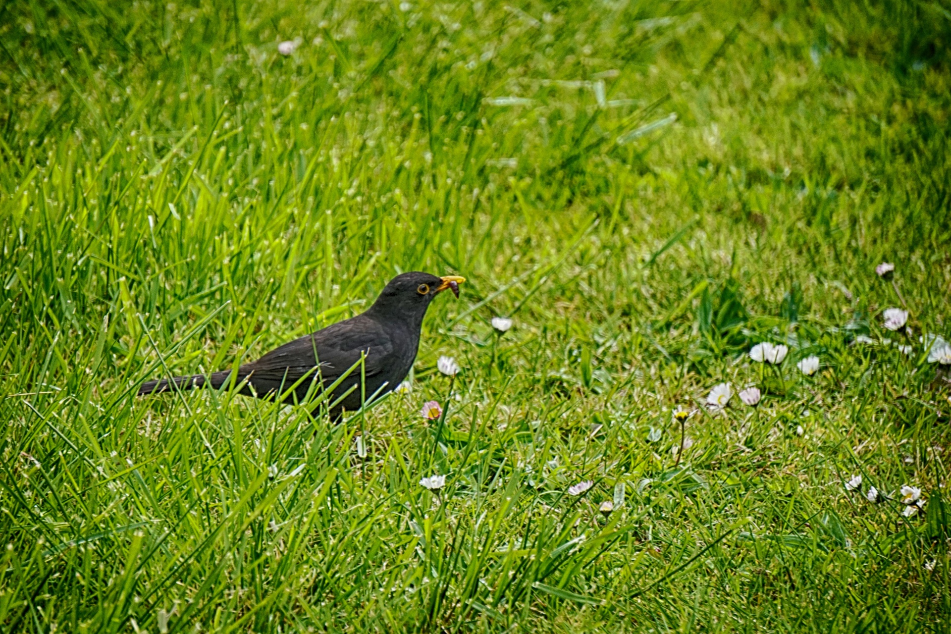 bird blackbird wildlife free photo