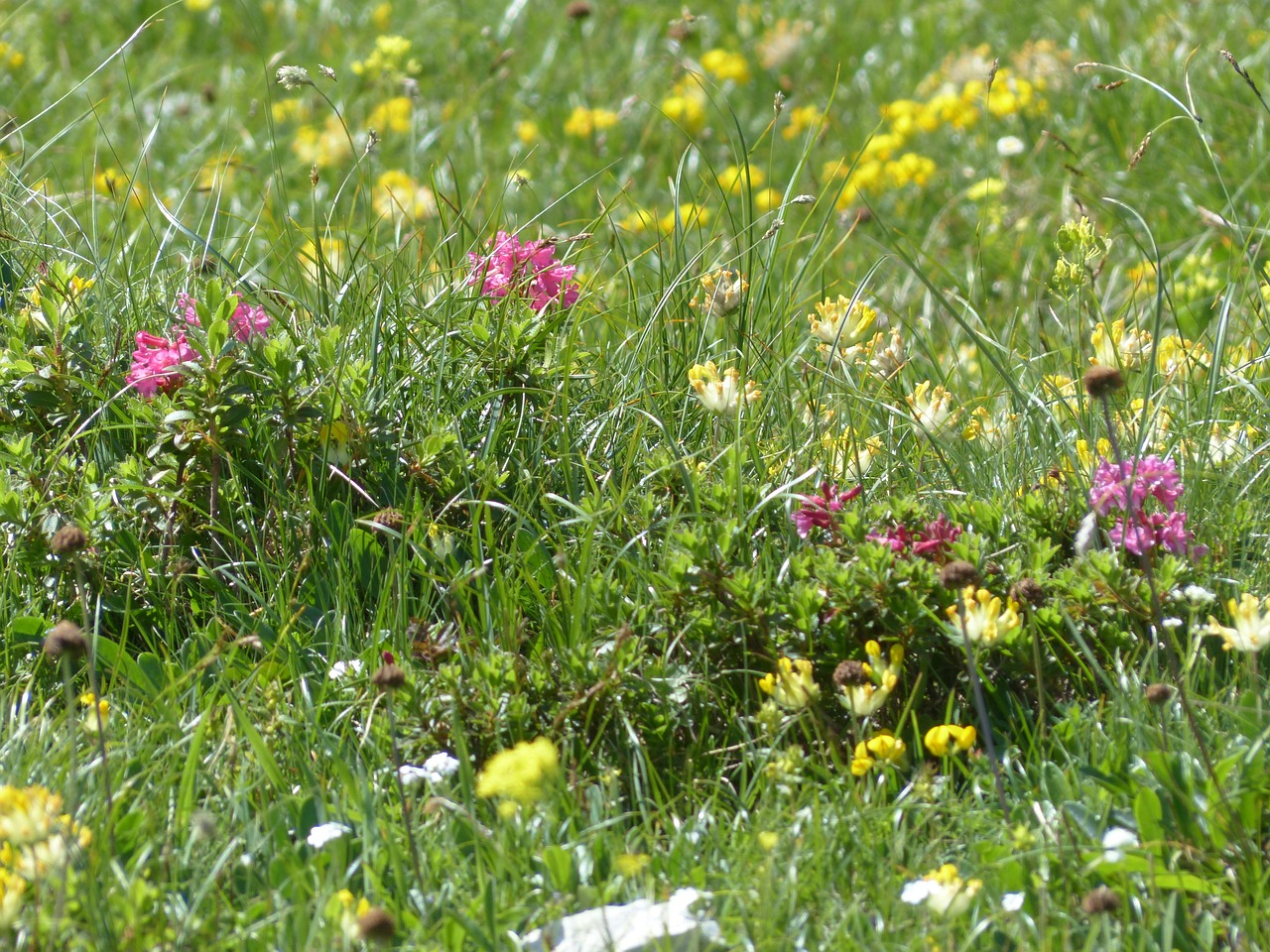 reported alpine meadow flower meadow free photo