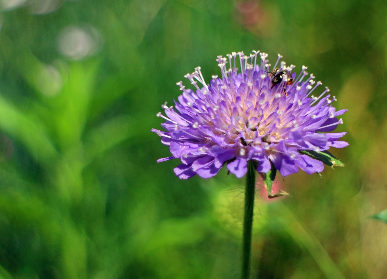 reported plant field scabious free photo