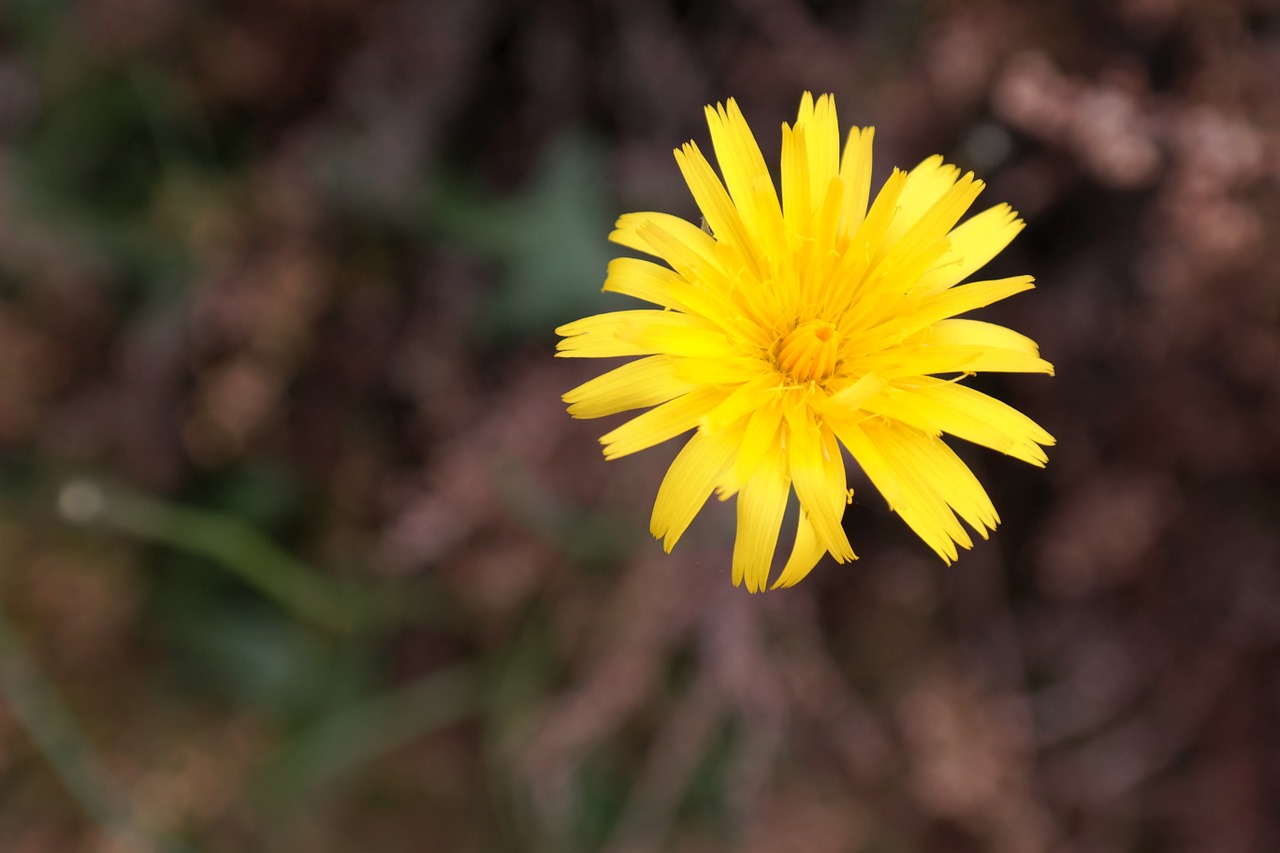 reported hawksbeard blossom bloom free photo