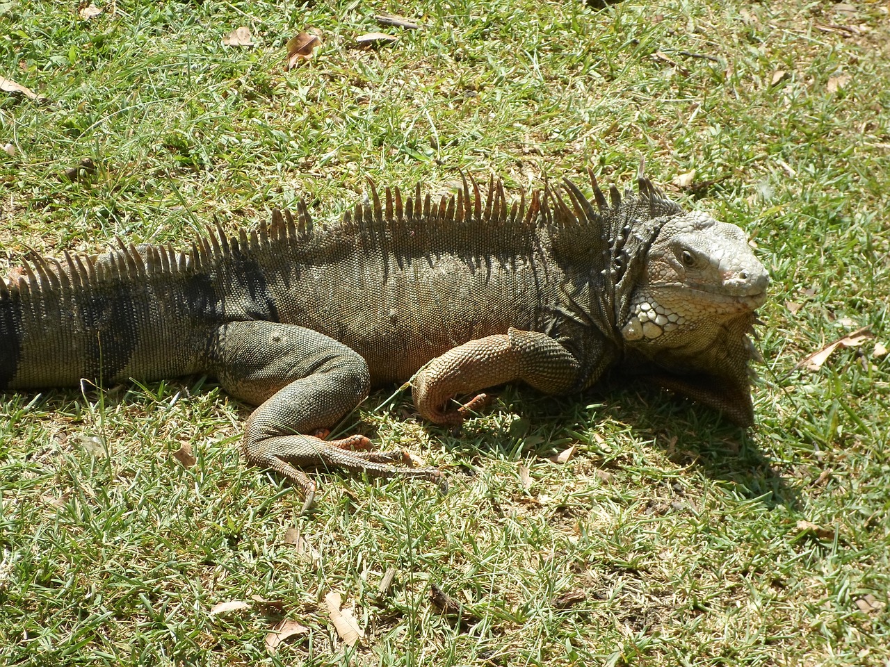 reptile iguana lizard free photo