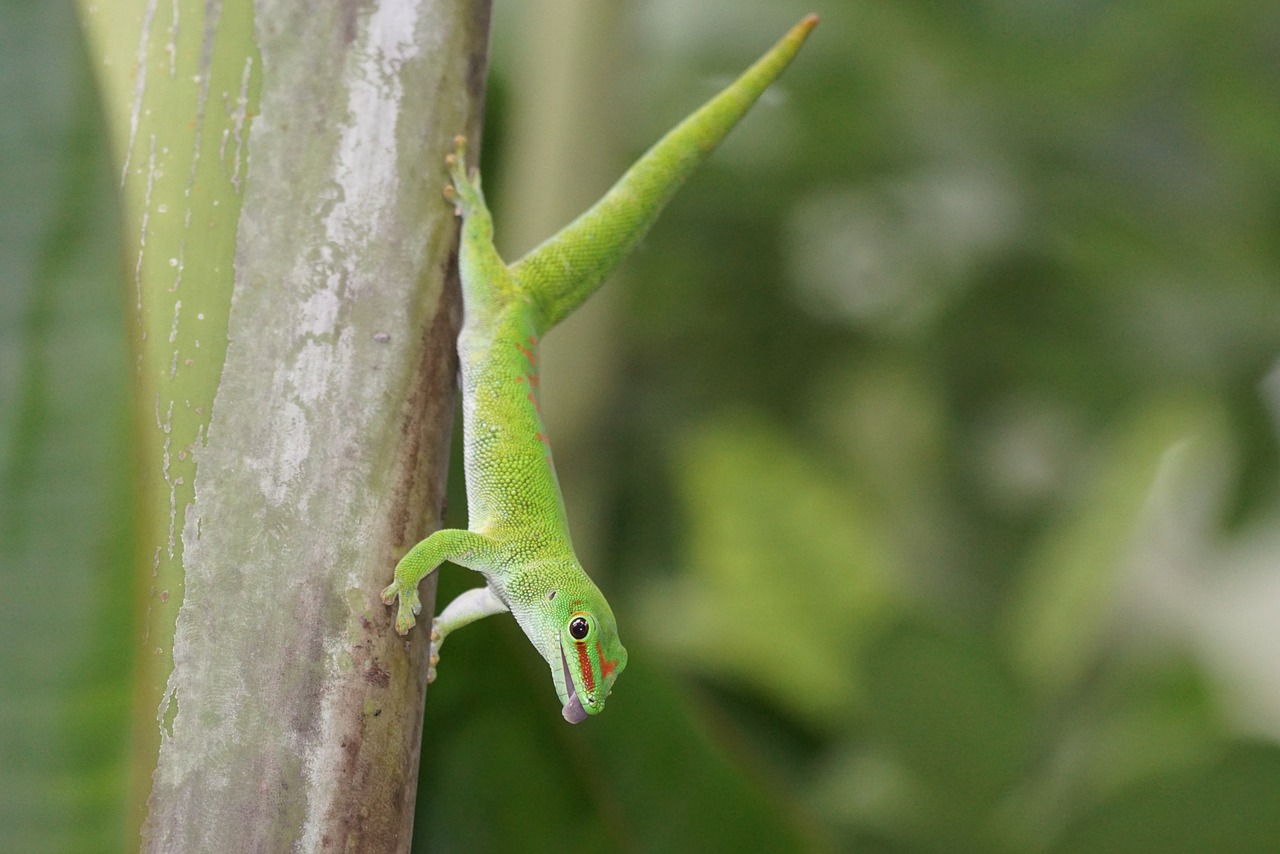 reptile madagascar gecko pangolin free photo