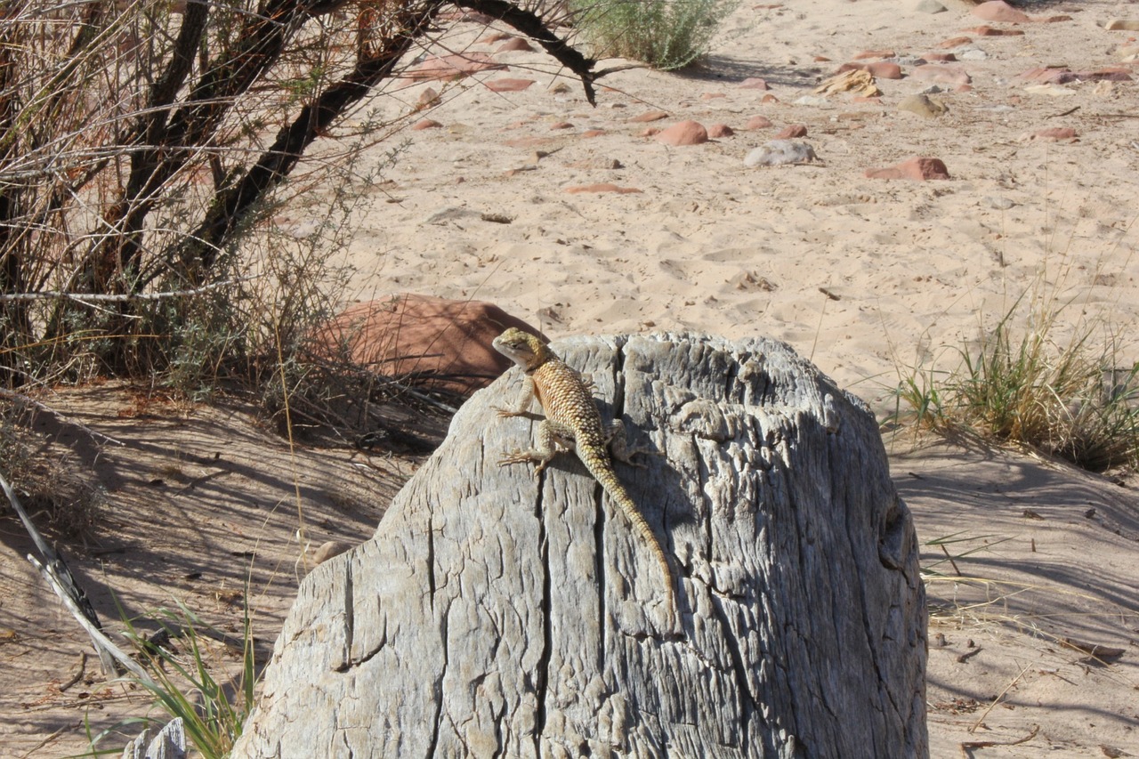 reptile lizard wood free photo